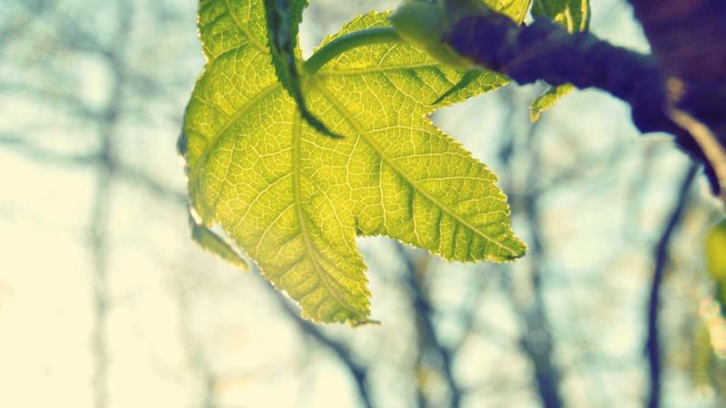 白菜网吾爱社区案例：教育资源共享平台